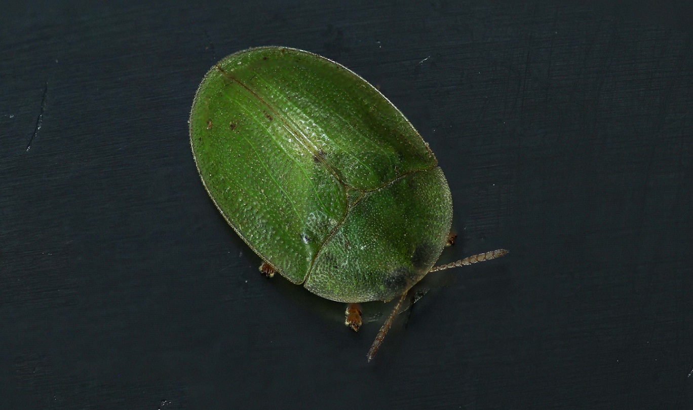 Chrysomelidae: Cassida sp.